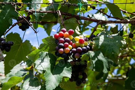 Racimos De Vitis Labrusca Uvas En El Proceso De Madurez En Un Uva