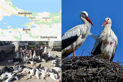 Į Lietuvą Grįžtantys Gandrai Jau Turkijoje Paaiškėjo Ir Poros Iš