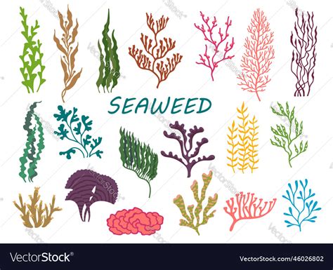 Underwater seaweed plants ocean bottom corrals Vector Image