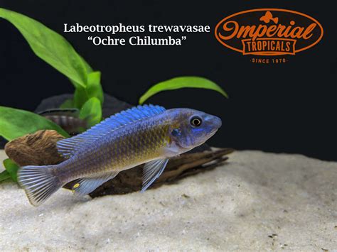 Labeotropheus Trewavasae