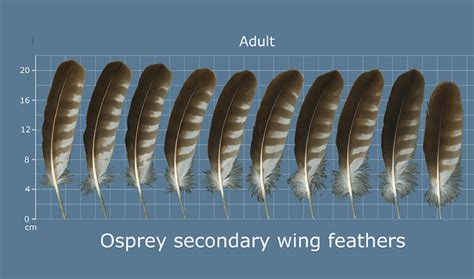 How To Identify Osprey Feathers The Bird Geek