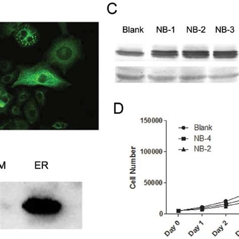 Nogo B Functions As A Tumor Suppressor Gene In HeLa Cells A The