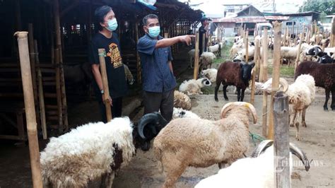 Daftar Harga Hewan Kurban Jelang Idul Adha 2021 Kambing Mulai Rp 1 4