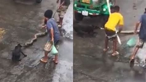 V Deo De Confus O Entre Cobra Cachorro E Moradores De Salvador