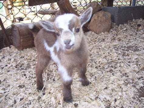 12 Teacup goats ideas | goats, baby goats, pygmy goat