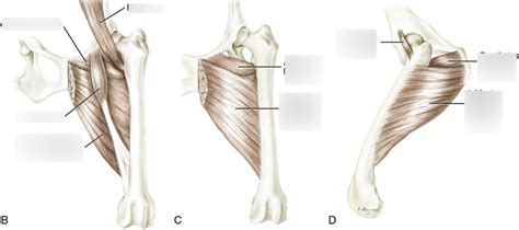 Various Views Of Adductor Magnus Et Brevis And Other Structures Diagram Quizlet