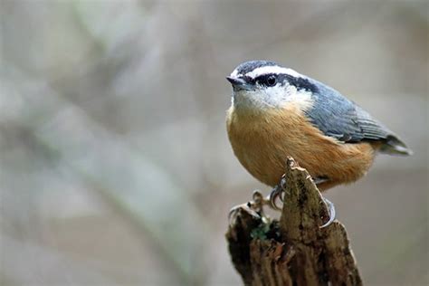 Red-breasted Nuthatch: Bird Identification, Habits, Facts, Nesting ...