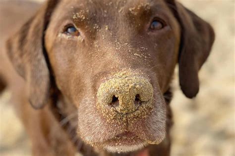 Good Boy Ollie Questions And Answers • Hellobark