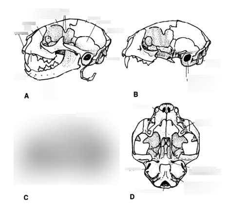 Mammal Skull Diagram Quizlet