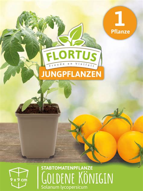 Stabtomatenpflanze Goldene Königin Tomatenpflanzen von FLORTUS