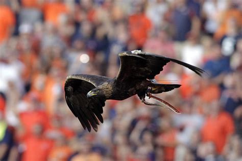 Public memorial for Tiger, first eagle to fly at Auburn games, set for ...