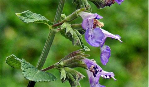 Catnip Herb Benefits Uses And Side Effects