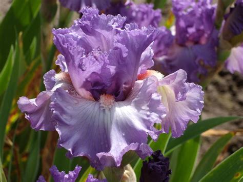 Border Bearded Iris Iris Imbroglio In The Irises Database Garden Org