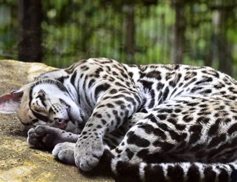 14 Ocelot Facts About The North American Wild Cat