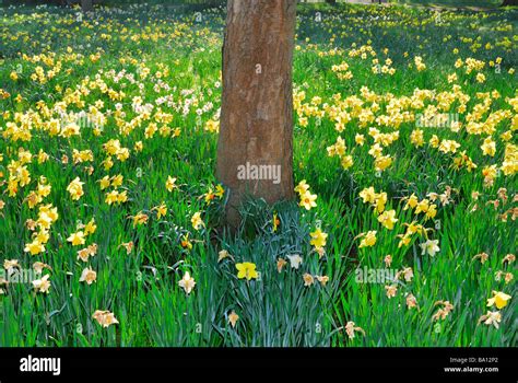 Daffodils Around Base Of Tree In A Woodland Setting England Uk Stock