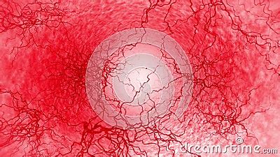 3D Loop Animation of Human Blood Vessel. Red Capillaries. Eye Blood on ...