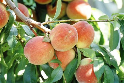 How To Prune A Peach Tree To Boost Your Harvests