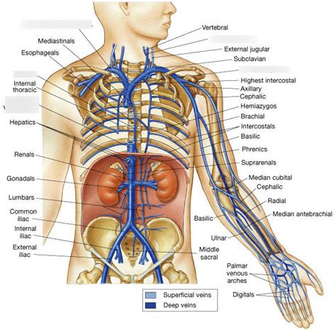 A P Lab Exam 2 Veins Of The Torso Neck And Head Diagram Quizlet