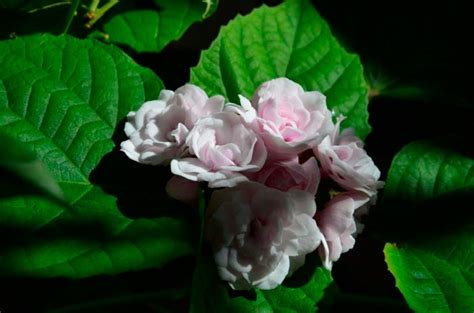 Клеродендрум филиппинский: уход в домашних условиях, фото