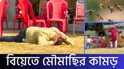 বিয়ের অনুষ্ঠানে খাবার খেতে গিয়ে মৌমাছির কামড়ে আহত অতিথিরা India