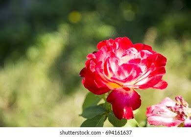 Paeonia Tenuifolia Rubra Plena Double Flowering Stock Photo 2235266335