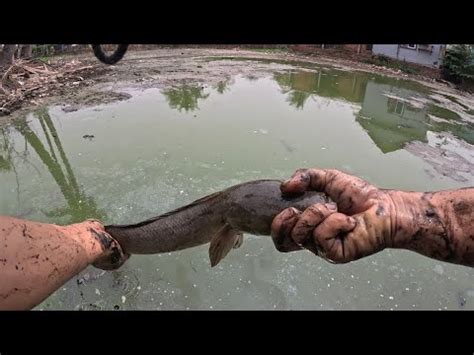 Ep A Fantastic Traditional Fishing Techniques Catch Many Snakehead