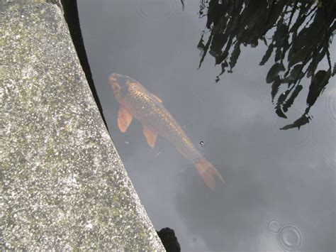 Koi Carp Ventnor Botanical Gardens On The Isle Of Wight Leonora