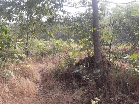 Agricultural Land Sq Ft For Sale In Mangaon Raigad Rei