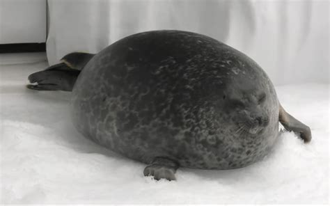 Chonky Ball Of A Seal Seals