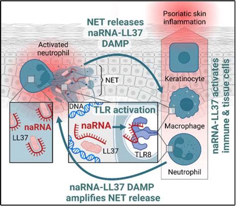 Narna Is A Canonical Neutrophil Extracellular Trap Net Component And