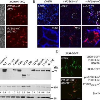 Live Cell Imaging Of Pcsk D Y Mc And Ldlr Egfp Trafficking Hepg