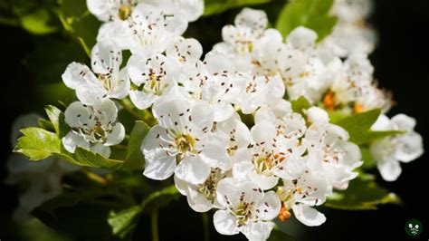 Hawthorn Flower Meaning: Colors, Symbolism & Secrets