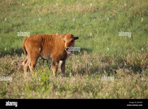 Baby Bison Hi Res Stock Photography And Images Alamy