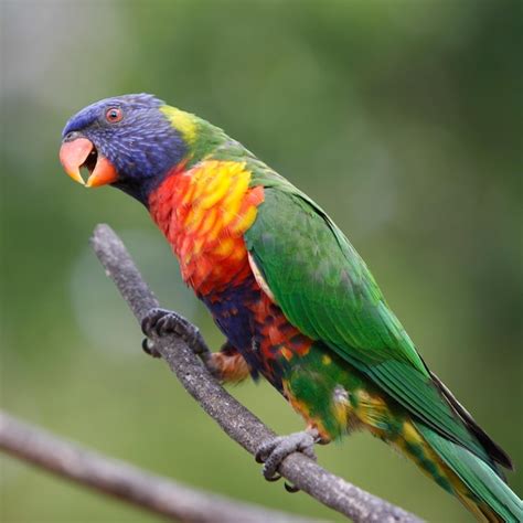 Premium Photo | Rainbow lorikeet