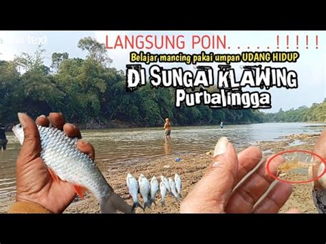 MANCING TAWES SIRIP MERAH Sungai KLAWING Pakai Umpan UDANG HIDUP