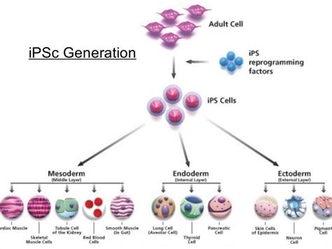 human induced pluripotent stem cells in cancer treatment