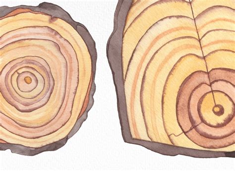 Watercolor Wood Slice Clipart Rustic Sign Slices Clipart Scrapbooking