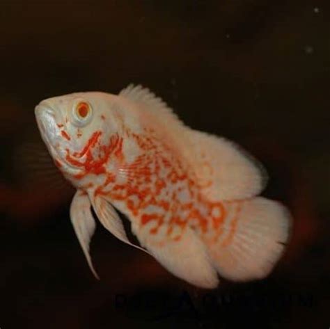 Buy High Quality Albino Tiger Oscar Cichlid Online Uk Stockist