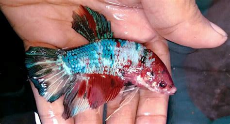 Ikan Cupang Giant Betta Giant Dzargon