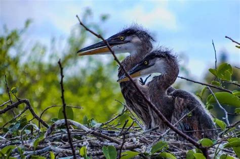 Juvenile Great Blue Herons Facts Images