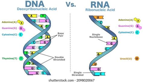 Im Genes De Difference Between Of Dna And Rna Structure Of Dna And