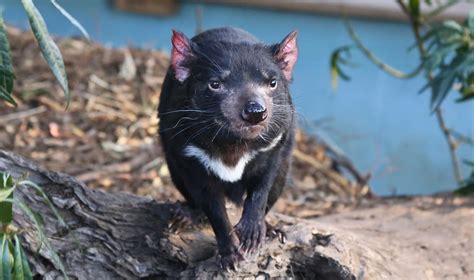 Government To Ship Eight Tasmanian Devils To Zoos In The United States