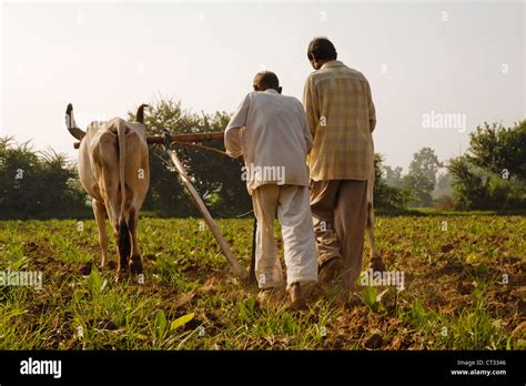 Farmers Ploughing Tobacco Fields With The Traditional Plough And Cattle