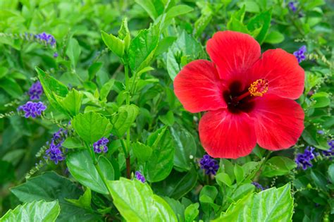 Hibiscus Stock Photo Download Image Now Allergy Allergy Medicine