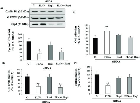 FLNA Effect On Cell Proliferation Adhesion And Cell Migration And Rap1