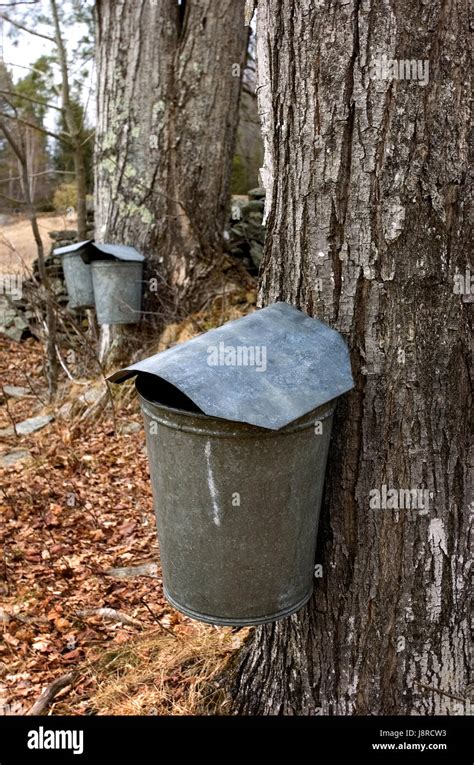 Bucket Collecting Maple Sap Hi Res Stock Photography And Images Alamy