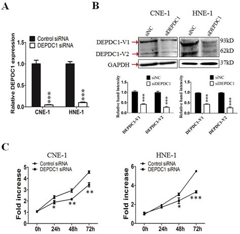 DEPDC1 Knockdown Inhibits NPC Cells Proliferation A B