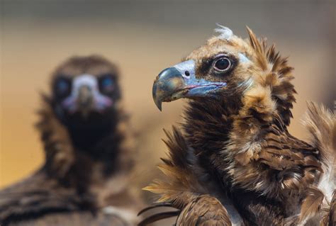 Зубър | Rewilding Rhodope Mountains