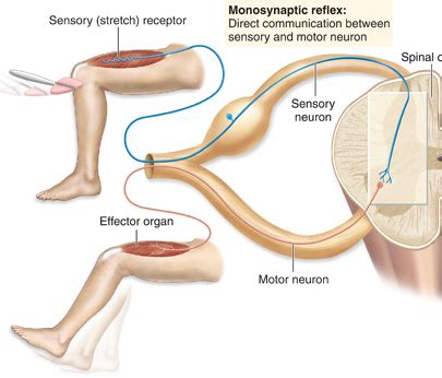 21) monosynaptic reflex and polysynaptic reflex Flashcards | Quizlet