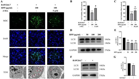 Bladder Mb49 Cancer Cells ATCC Bioz